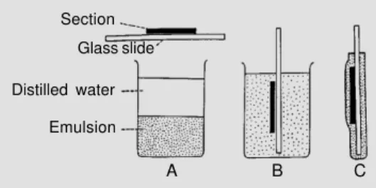 Figure 2 - Diagrams showing the procedures of the dipping method for LMRAG.  A, After mounting sections on glass slides, bulk emulsion is melted and diluted with distilled water.