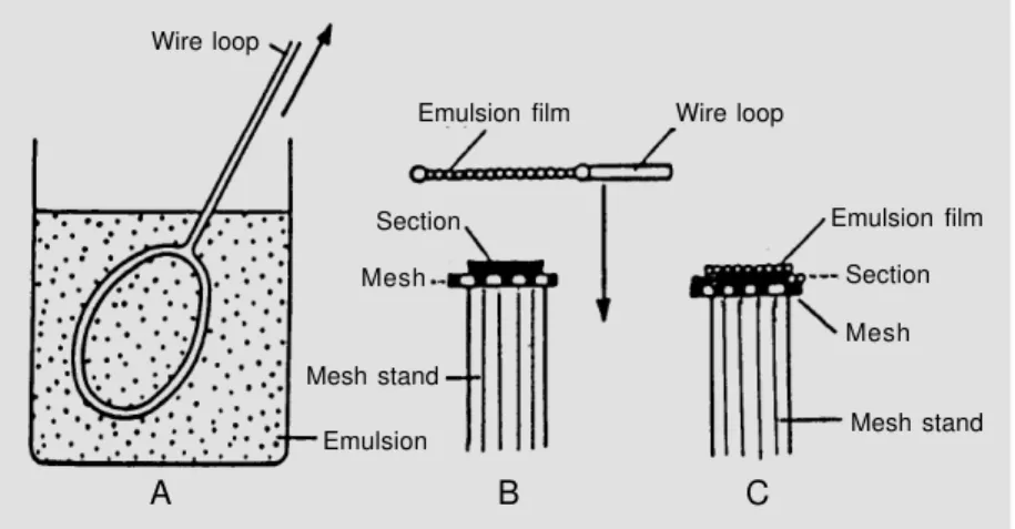 Figure 4 - Diagrams showing the procedures of the wire-loop method for EMRAG. A, A wire loop is dipped into melted and diluted emulsion and pulled up