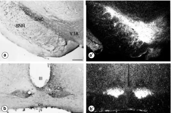 Figure 4 - Comparative light mi- mi-croscopy distribution of NTRH immunoreactivity (left) and  125  I-NT-binding sites (right) in the substantia nigra and ventral  teg-mental area (a,a’) and in the  su-prachiasmatic nucleus (b,b’)