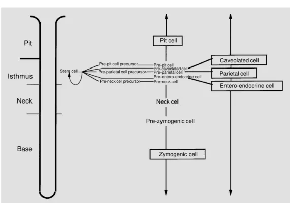 Figure 1 - Cell lineage relation- relation-ships in the pit-gland unit of the corpus region of the mouse stomach