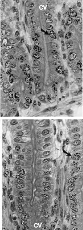 Figure 4 shows the decrease of the mean grain number of labeled cells as a function of time after [ 3 H]TdR injection
