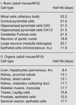 Table 1 - Half-lives of mitochondria within differ- differ-ent cell types of the brain (I) and some body organs (II)