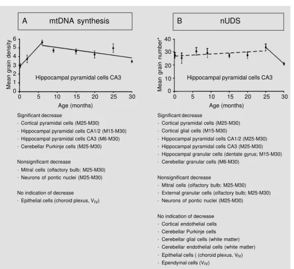 Figure 6 - Compilation of results concerning mtDNA synthesis (A) and unscheduled nuclear DNA synthesis (nUDS) (B) as a function of age of male NMRI mice