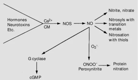Figure 6 - Fate of nitric oxide (NO). NOS, NO synthase.
