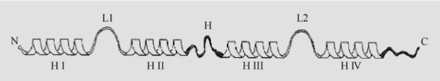 Figure 2 - Schematic representation of the secondary structure of an S100 protein. Each Ca 2+ -binding loop (L1 and L2, in the N- and the C-terminal half, respectively) is flanked by  a  -helices (-helices I and II, and -helices III and IV for L1 and L2, r