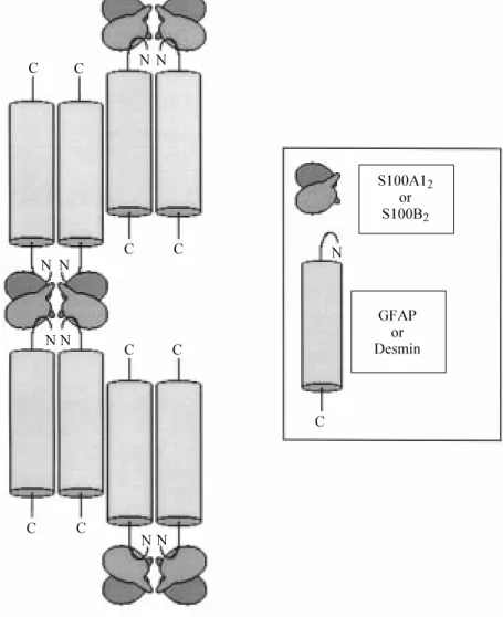 Figure 3 - Schematic representation of the Ca 2+ -dependent interaction betw een S100A1 2