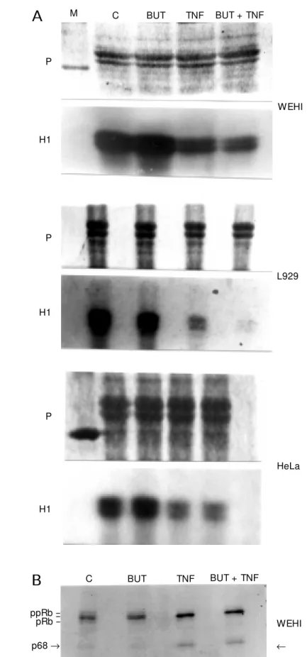 Figure 2 - A, Histone H1 kinase activity in the cell lysates of WEHI, L929 and HeLa cells incubated in the absence (C), in the presence of 100 µM  butyrolactone (BUT), tumor necrosis factor (TNF) at 1, 5 and 100 ng/