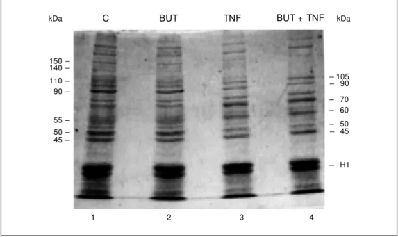 Figure 3 - Relative changes in cellular protein levels in the cell lysates from WEHI cells in the absence (C) and in the presence of 100 µM  butyrolactone (BUT), in the presence of tumor  necro-sis factor (TNF) (1 ng/ml), and of both butyrolactone and TNF 