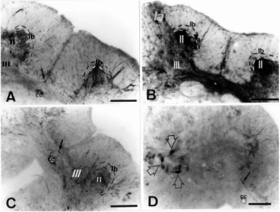 Figure 2 - NADPH-d activity in the turtle spinal cord after  tran-section of the sciatic nerve