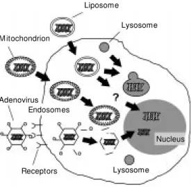 Figure 5 - Potential use of mito- mito-chondria as gene vectors for stable gene transfer to the  cy-toplasm, as compared to  lipo-somes and adenoviral vectors.
