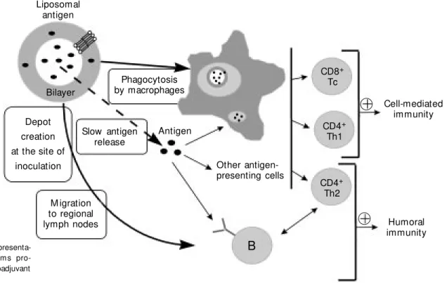 Figure 1 - Schematic representa- representa-tion of the m echanism s  pro-posed for the immunoadjuvant action of liposomes.