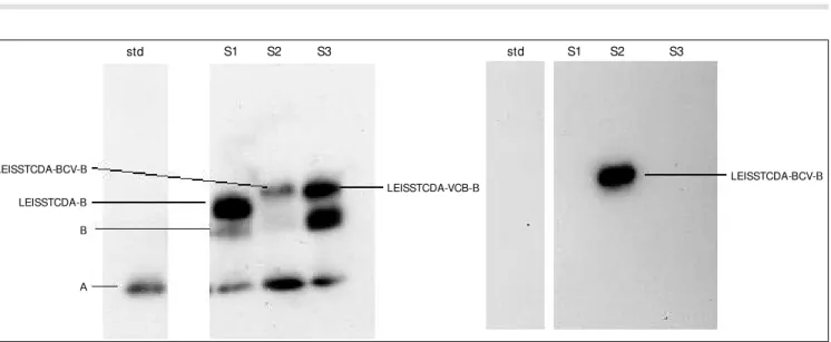 Figure 4 - Secretion of an epitope-protein fusion recognized by both anti-Nuc and anti-BCV antibodies