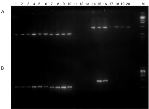 Figure 1 - Agarose gel electro- electro-phoresis of PCR products. The annealing temperature of PCR w as 55 o C (A) or 61 o C (B)