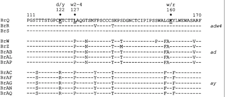 Figure 2 - Amino acid sequences deduced from partial nucleotide sequence of S genes of 13 HBV strains from the Amazon region