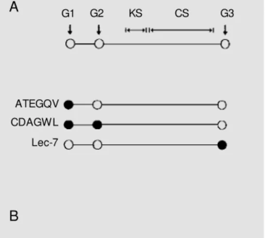 Figure 1 - Schematic draw ing of the aggrecan core protein (A) and the sites of reactivity of the different antibodies employed in the present study