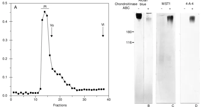 Figure 5 - Identification of keratan sulfate in large proteoglycans.  A,  Chromatography on Sepharose CL6B of large proteoglycan total extracts