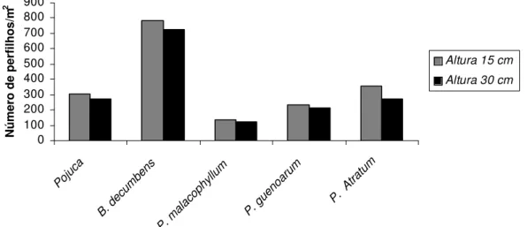 Figura 1 – Efeito da altura de pastejo sobre a densidade populacional de  perfilhos de cinco espécies de capins, no período de dezembro de  2004 a dezembro de 2005 