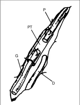 Figure 1 - Experimental model employed for the allo- and  iso-transplants. The proximal stump (P) and the predegenerated graft (G) w ere inserted into a 3.0-mm long polyethylene tube (PT) w ith a 1.0-mm gap left