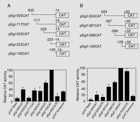 Figure 2 - Transient expression analysis of EgactI and EgactII promoter-CAT reporter constructs in NIH3T3 cells