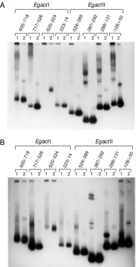 Figure 3 - Binding properties of NIH3T3 protein nuclear extracts and YY1 recombinant protein in Egact I and EgactII promoter  re-gions
