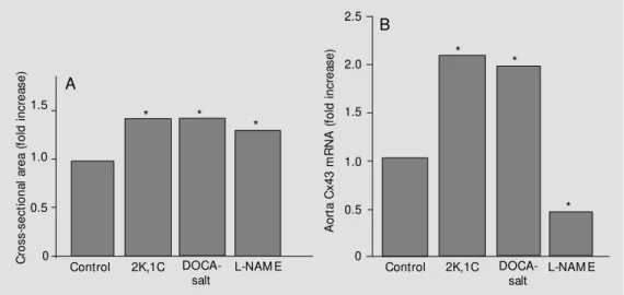 Figure 3 - Thickening of the aortic w all in hypertensive rats and expression of Cx43 in aortae of hypertensive rats