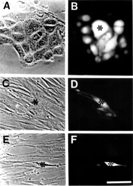 Figure 1 - Dye coupling betw een epithelial or endothelial cells. Dye coupling tested by microinjecting Lucifer yellow -CH into one cell and observing its spreading to adjacent cells is found in a subconfluent culture of M DCK cells (B) and a confluent cul
