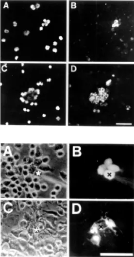 Figure 2 - Cx43 is not found in circulating PM N cells and its  ex-pression is induced by LPS.