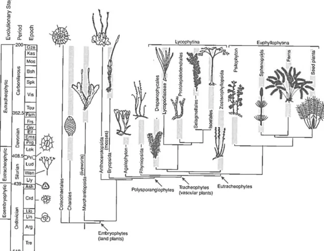 Figura 8 - Evolução das plantas e relação filogenética. Extraído de: WILLIS,K. (2002)