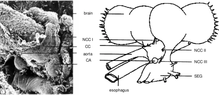 Figure 1 - The retrocerebral endocrine complex of insects as exemplified by the honey bee