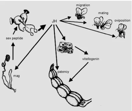 Figure 2 - Schematic representation of the principal functions of juvenile hormone (JH) in reproduction of adult insects