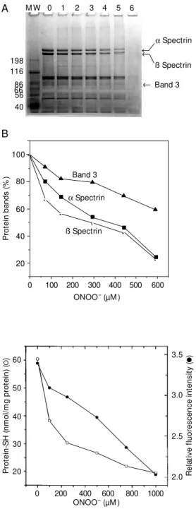 Figure 1 - SDS-polyacrylamide gel electrophoresis of red blood cell ghosts (A) and percentage of the  a  spectrin, ß spectrin and band 3 (B) after treatment w ith different concentrations of  per-oxynitrite (lanes 0, 1, 2, 3, 4, 5, 6 are 0, 74, 148, 296, 4