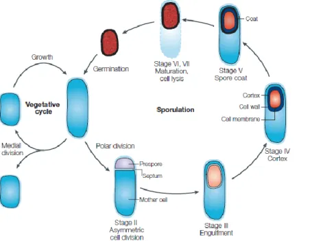 Figure I-6: The key stages of the sporulation cycle of Bacillus subtilis. Adapted from (Errington,  2003)