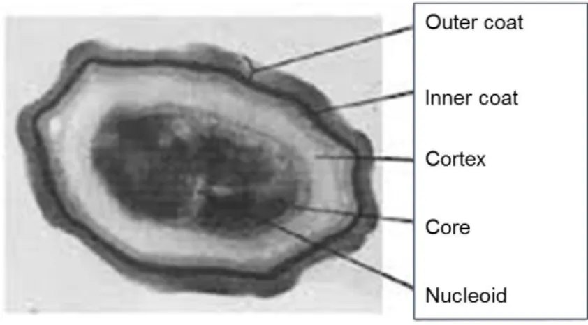 Figure  I-10:  Cross-section  of  a  spore  of  Bacillus  subtilis,  showing  the  cortex  and  coat  layers  surrounding the core (dark central area)