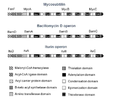 Figure II-1: Schematic diagram of mycosubtilin, bacillomycin D and iturin A operon from Moyne  et al., 2004