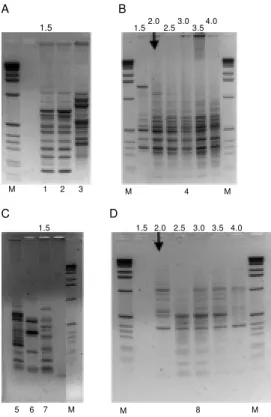 Figure 1. DNA fingerprints ob- ob-tained for cell lines after DNA amplification w ith primers INS (A and B) and M 13 (C and D)