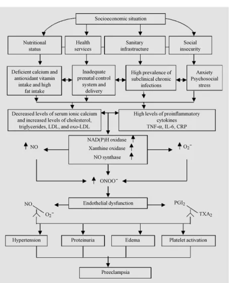 Figure 1. Interaction betw een different social, economic, nutritional and environmental factors that contribute to creating an imbalance betw een nitric oxide/superoxide (NO/O 2 - ) that leads to the subsequent development of preeclampsia