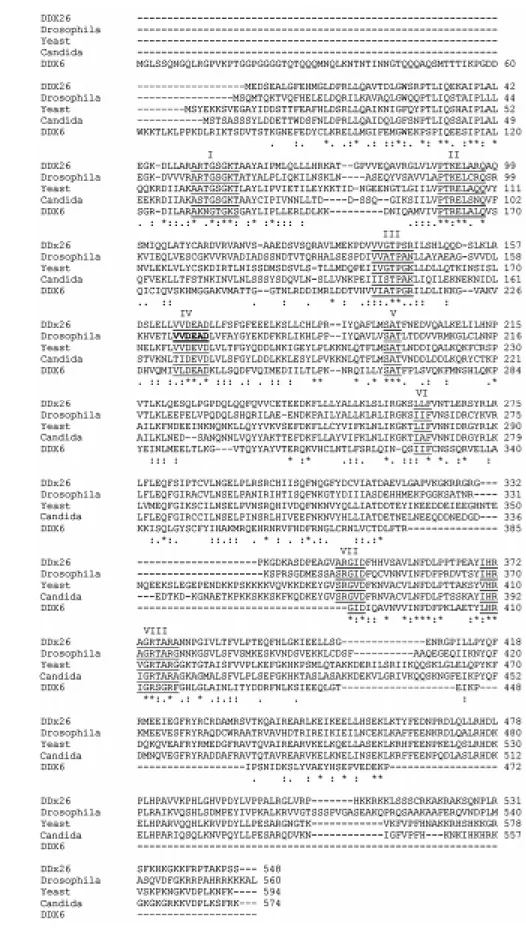 Figure 2. Alignment of the predicted amino acid sequence of DDX26 and RNA helicases f rom  Drosophila (AF017777), yeast (NP013378),  Can-dida (AL033391) and the hum an DDX6 RNA helicase (NM 004397).