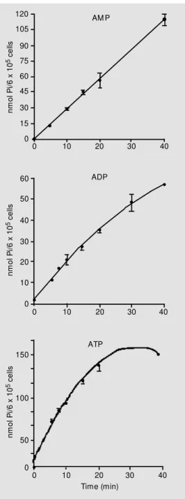 Figure 1. Time course of ATP, ADP and AM P hydrolysis. Ca 2+  -ATP, Ca 2+ -ADP and M g 2+ -AM P w ere incubated w ith Sertoli cell monolayers as described in M  a-terial and M ethods