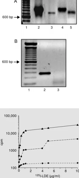 Figure 2 illustrates the binding (dashed line) and the uptake (solid line) of  125 I-LDE by K562 cells