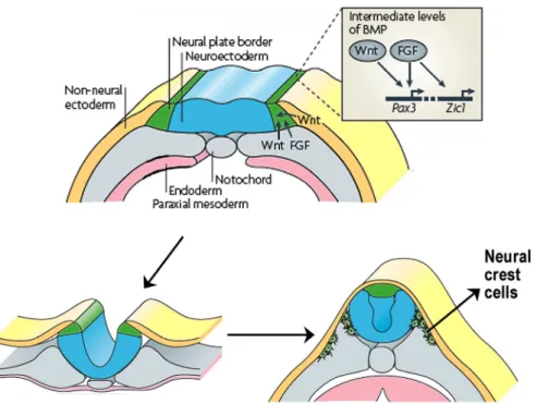 Figure 1.2 Neural crest induction, specification and delamination.  