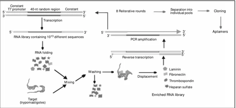 Figure 1 - Schematic representation of the systematic evolution of ligands by exponential enrichment (SELEX) protocol used for the isolation of RNA aptamers that bind to cell-adhesion receptors on Trypanosoma cruzi.