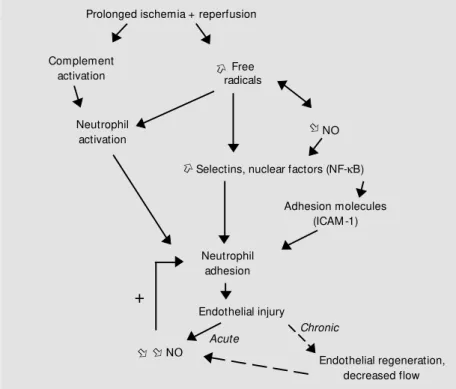 Figure 1 - Possible mechanisms of endothelial injury after ischemia/reperfusion. NO, Nitric oxide; ICAM -1, intercellular adhesion molecule-1.
