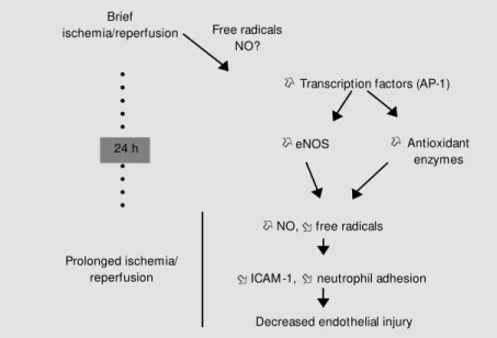 Figure 2 - Potential mechanisms of the endothelial protective effects of late precondition- precondition-ing