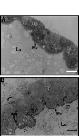 Figure 3 - Immunohistochemical detection of vicilins in  microsec-tions of the larval midgut of  Cal-losobruchus maculatus reared on resistant (IT81D1045) cow  -pea seeds