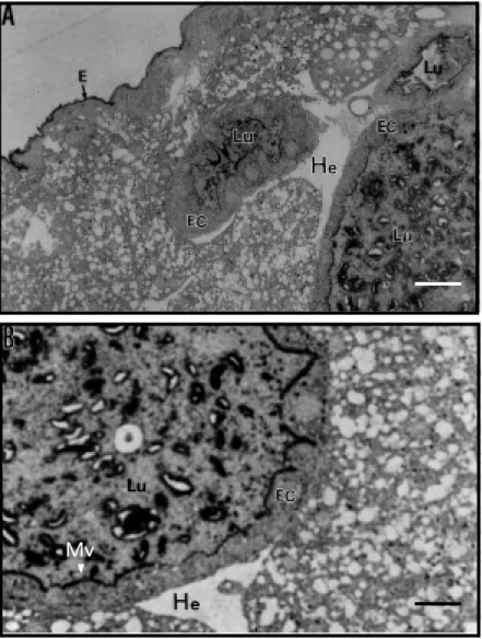 Figure 5 - Immunohistochemical detection of vicilins in microsections of w hole larvae of Callosobruchus maculatus reared on resistant (IT81D-1045) cow pea seeds and  immuno-labeled w ith anti-vicilin IgG
