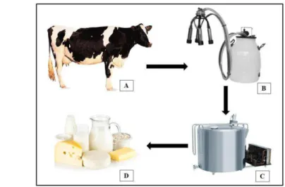 Figura 11: Ciclo de patógenos veiculados pelo leite iniciando no ambiente de ordenha até sua transferência para o  leite e derivados