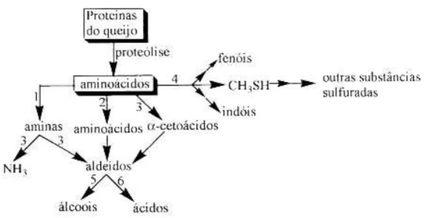 Figura  13:  Esquema  geral  de  proteólise  decorrente  da  ação  microbiana  durante  a  maturação  de  queijos:  1