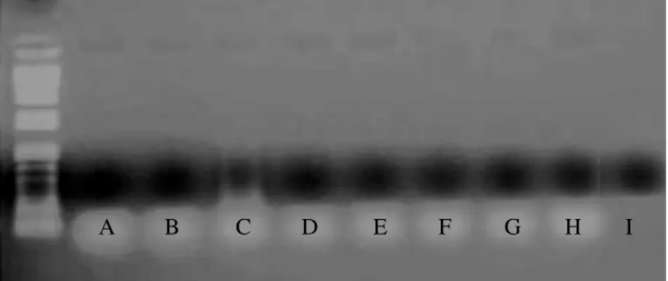 Figura 3. Amostras analisadas pela técnica de PCR para pesquisa do BoHV-5: 