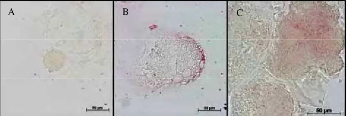 Figura 6. Embriões bovino oriundos de oócitos infectados com BoHV-5 e submetidos  à técnica de ISH: (A) controle, (B) BoHV-SFB e (C) BoHV-PVA