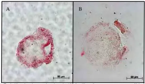Figura 7. Embriões bovinos oriundos de (A) fertilização com espermatozóides  infectados com BoHV-5 e (B) PZ infectados às 20h pós-fecundação